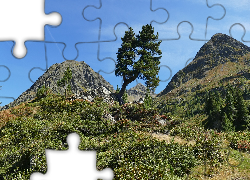 Góry, Rośliny, Drzewa