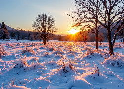 Zima, Ośnieżona, Łąka, Drzewa, Wschód słońca, Grafika AI