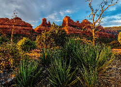 Stany Zjednoczone, Arizona, Sedona, Skały, Drzewa, Rośliny