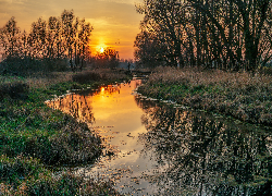 Rzeka, Las, Drzewa, Trawa, Zachód słońca