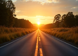 Droga, Zachód słońca, Drzewa, AI