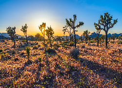 Wschód słońca, Drzewa Jozuego, Kwiaty, Park Narodowy Joshua Tree, Kalifornia, Stany Zjednoczone