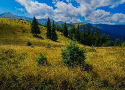 Góry, Drzewa, Polana, Trawa, Chmury