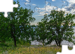 Drzewa, Łąka, Trawa, Jezioro