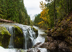 Stany Zjednoczone, Waszyngton, Rzeka, Lewis River, Skały, Kamienie, Las, Drzewa