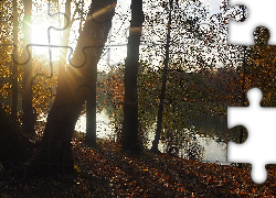 Park, Staw, Drzewa, Promienie słońca