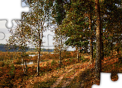 Jesień, Ścieżka, Drzewa, Jezioro