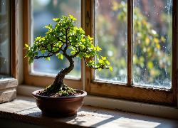 Drzewko, Bonsai, Parapet, Okno