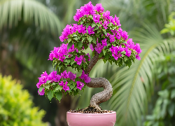 Drzewko bonsai, Purpurowe, Kwiaty, Donica