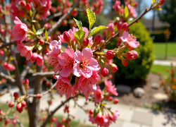 Kwiaty, Gałązka, Drzewo owocowe, Grafika AI