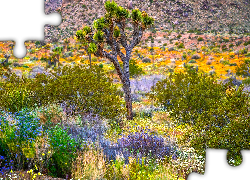Park Narodowy Joshua Tree, Jukka krótkolistna, Drzewo Jozuego, Roślinność, Krzewy, Kwiaty, Kalifornia, Stany Zjednoczone