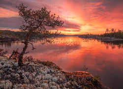 Rosja, Karelia, Jezioro, Ładoga, Skała, Drzewa, Zachód słońca