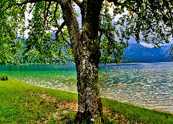 Drzewo, Brzeg, Jezioro