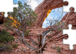 Skała, Drzewo, Park Narodowy Arches, Utah, Stany Zjednoczone