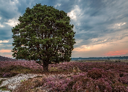 Wschód słońca, Wrzosowisko, Drzewo, Rezerwat Przyrody, Roydon Common, Anglia