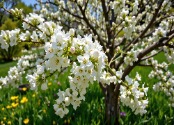 Drzewo owocowe, Kwiaty, Białe, Gałęzie