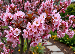 Drzewo owocowe, Gałązki, Różowe, Kwiaty, Listki