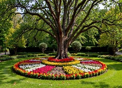 Rabaty Kwiaty, Drzewo, Park