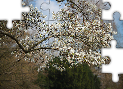Magnolia, Białe, Kwiaty, Drzewo