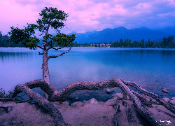 Drzewo, Jezioro, Maligne Lake, Park Narodowy Jasper, Alberta, Kanada