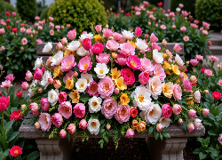 Kwiaty, Tulipany, Piwonie, Kamelie, Ławka