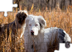 Trawa,  Owczarki australijskie - australian shepherd