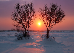 Zima, Zachód słońca, Ośnieżone, Pole, Dwa, Drzewa