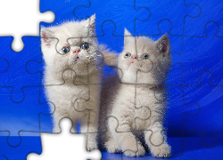 Dwa, Białe, Kotki egzotyczne