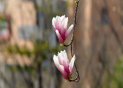 Dwa, Kwiaty, Magnolia, Gałązka