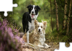 Dwa, Psy, Border collie, Las, Wrzos