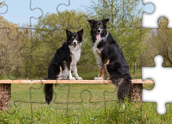 Dwa, Psy, Border collie