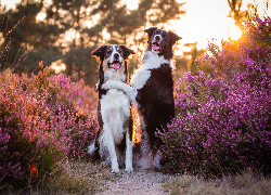 Dwa, Psy, Border collie, Wrzos, Światło słoneczne, Światło Słoneczne