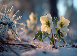 Dwa, Ciemierniki, Kwiaty, Zima, Śnieg, Sosna, Grafika AI