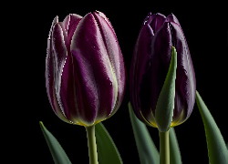 Tulipany, Dwa, Ciemnofioletowe, Tło, Grafika