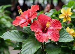 Dwa, Hibiskusy, Kwiaty, Zielone, Liście, Grafika