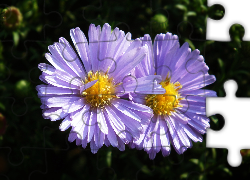 Przyroda, Kwiat, Aster, Fioletowy