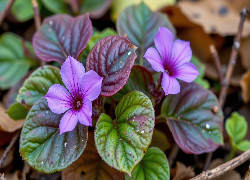 Fioletowe, Kwiaty, Liście, Grafika AI