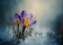 Fioletowy, Krokus, Grafika AI