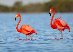 Dwa, Flamingi, Jezioro