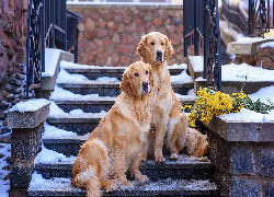 Psy, Dwa, Golden retrievery, Schody, Gałązki, Śnieg