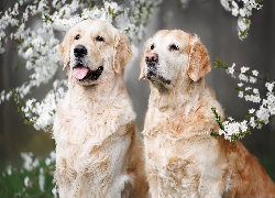 Psy, Golden retriever, Dwa, Gałązki, Kwiaty