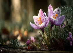 Fioletowe, Dwa, Krokusy, Grafika AI