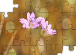 Jasnofioletowe, Kwiaty, Bokeh, Zbliżenie