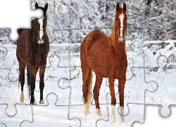 Dwa, Konie, Śnieg, Zima