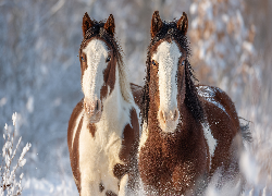 Dwa, Konie, American Paint Horse, Zima, Grafika AI