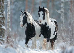 Konie, American Paint Horse, Zima, Grafika AI