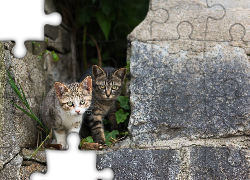 Dwa, Koty, Spacer, Murek