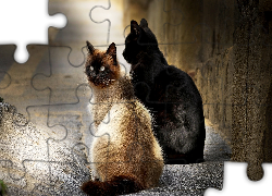 Dwa, Siedzące, Koty