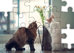 Dwa, Koty, Dzbanek, Kosmea