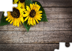 Rudbekia, Liście